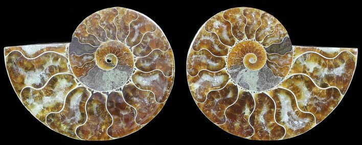 Polished Ammonite Pair - Agatized #68855